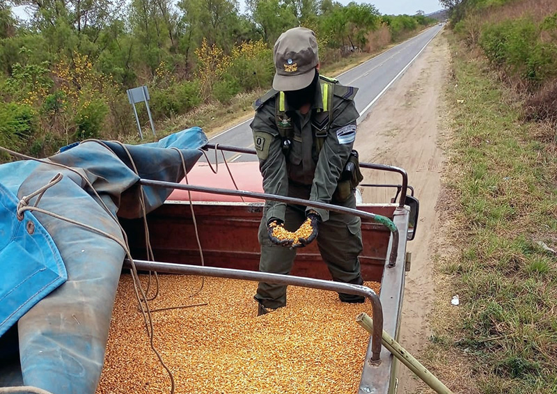 Gestión Milei: la detección de comercio ilegal de granos por parte de Gendarmería cayó un 77% Gestión Milei: la detección de comercio ilegal de granos por parte de Gendarmería cayó un 77%