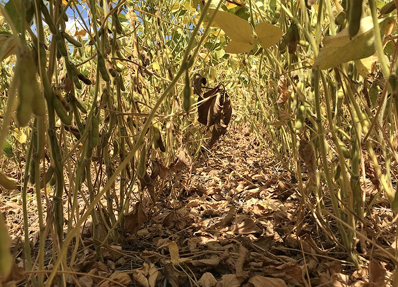 La principal región argentina productora de soja tiene pérdidas irreversibles de rendimiento por déficits hídricos La principal región argentina productora de soja tiene pérdidas irreversibles de rendimiento por déficits hídricos