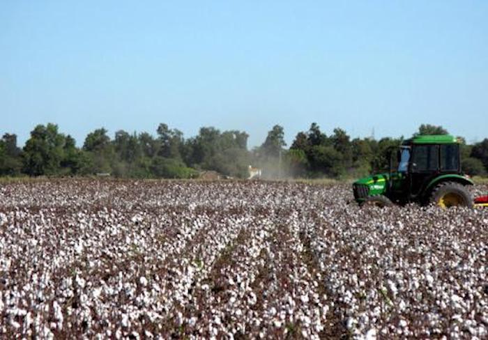 Campaña algodonera: este martes se entregaron más de 5 millones a los productores Campaña algodonera: este martes se entregaron más de 5 millones a los productores