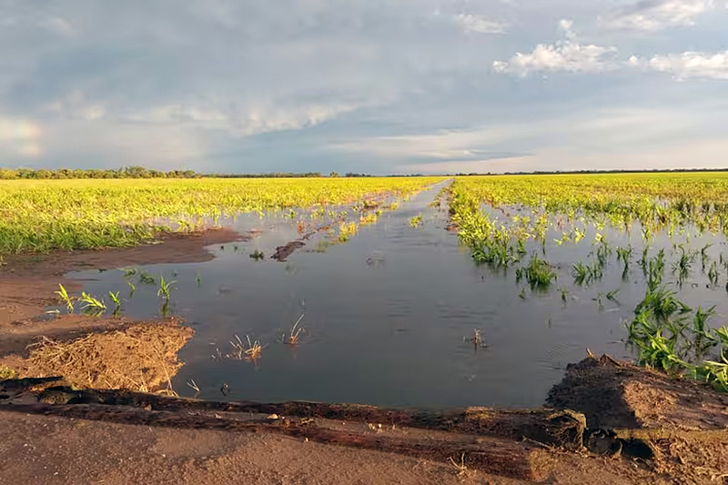 “La sequía es sinónimo de muerte”: llovió en la provincia pero alertan que por ahora no alcanza “La sequía es sinónimo de muerte”: llovió en la provincia pero alertan que por ahora no alcanza