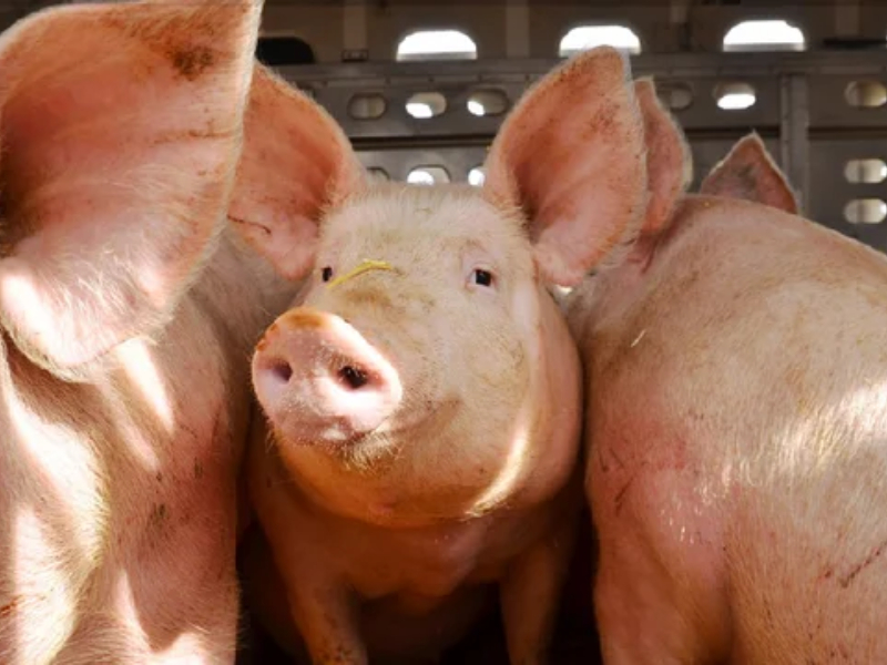 Un matrimonio correntino denunció haber sido esclavizado en un frigorífico en Polonia Un matrimonio correntino denunció haber sido esclavizado en un frigorífico en Polonia