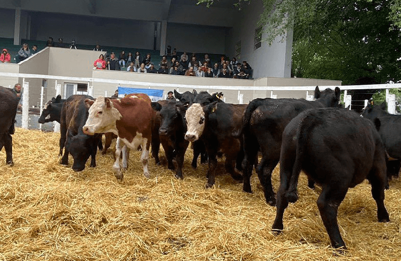 Cómo será el primer remate de hacienda en la historia del Banco Nación: 28.000 cabezas en oferta Cómo será el primer remate de hacienda en la historia del Banco Nación: 28.000 cabezas en oferta