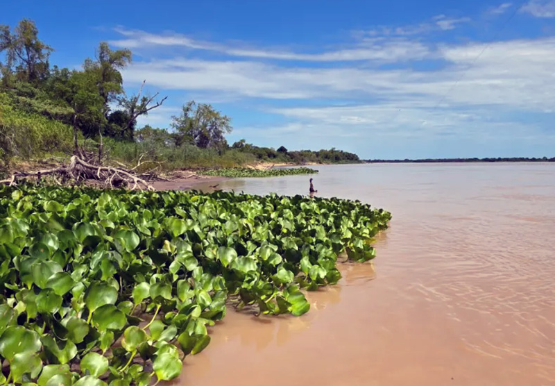 Se agudiza otra gran bajante y arranca el sexto año consecutivo con niveles preocupantes en el Paraná Se agudiza otra gran bajante y arranca el sexto año consecutivo con niveles preocupantes en el Paraná