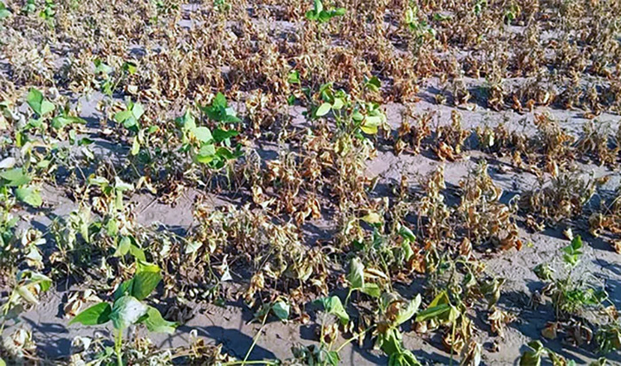 Sequía en Chaco: casi no habrá soja, no alcanza la quita de retenciones y la pérdida es multimillonaria Sequía en Chaco: casi no habrá soja, no alcanza la quita de retenciones y la pérdida es multimillonaria