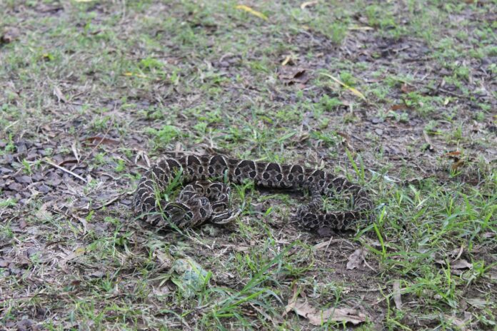 Serpientes: logran avances en el desarrollo de antivenenos y en estrategias para reducir el daño en animales productores Serpientes: logran avances en el desarrollo de antivenenos y en estrategias para reducir el daño en animales productores