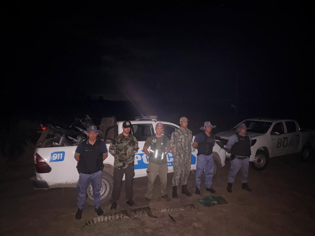 Secuestran yacarés faenados en un operativo rural en Bajo Méndez