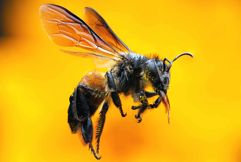 20 de mayo: Día Mundial de las Abejas 20 de mayo: Día Mundial de las Abejas
