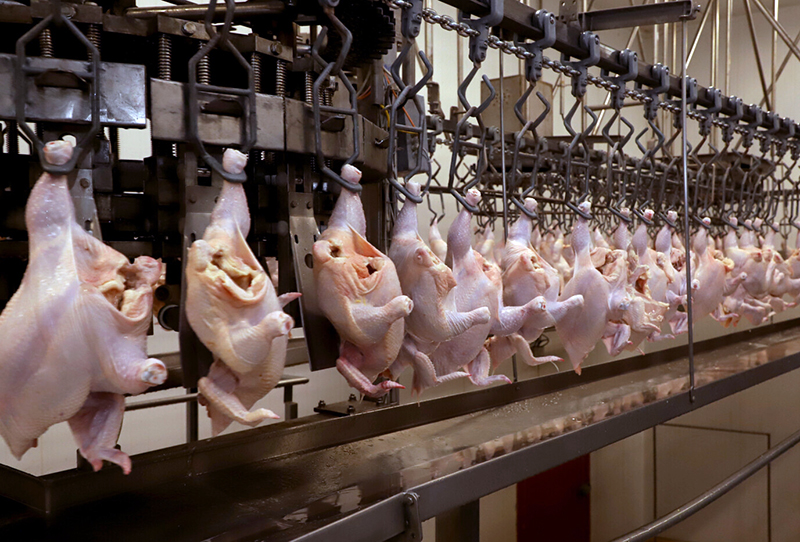 Gremio de la Alimentación logra aumento del 7,2% para el sector avícola Gremio de la Alimentación logra aumento del 7,2% para el sector avícola