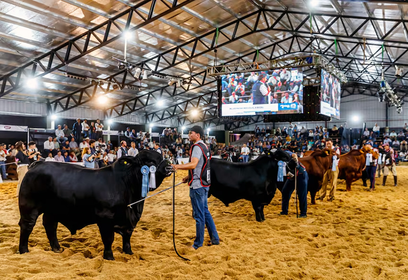 La cumbre de la ganadería en Corrientes tendrá una agenda de siete subastas en cinco días La cumbre de la ganadería en Corrientes tendrá una agenda de siete subastas en cinco días
