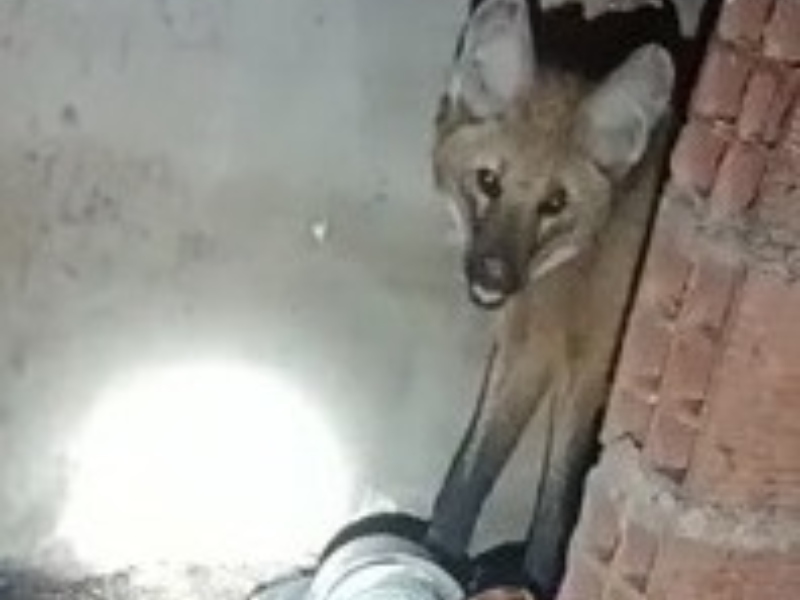 Rescatan un aguará guazú en una vivienda de Resistencia Rescatan un aguará guazú en una vivienda de Resistencia