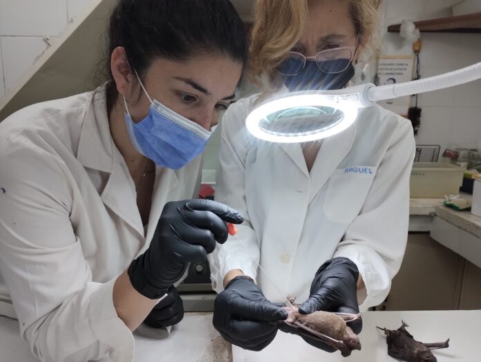 Ajustan técnica de biología molecular para identificar Coronavirus en murciélagos y logran la primera detección en Corrientes Ajustan técnica de biología molecular para identificar Coronavirus en murciélagos y logran la primera detección en Corrientes