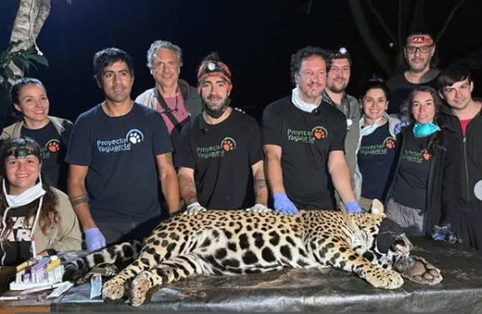Puerto Iguazú: operativo especial permite la captura y monitoreo de un yaguareté Puerto Iguazú: operativo especial permite la captura y monitoreo de un yaguareté