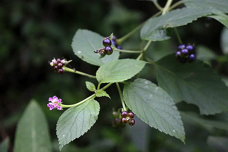 Hallaron una planta nunca antes registrada en el Parque Nacional El Impenetrable Hallaron una planta nunca antes registrada en el Parque Nacional El Impenetrable