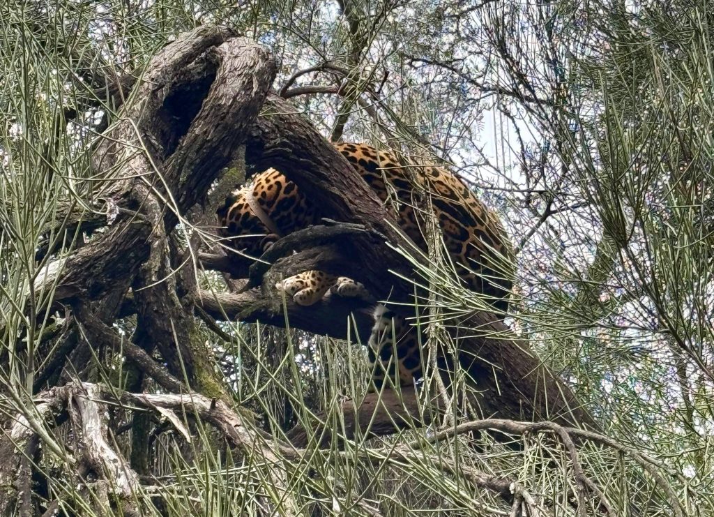 Liberaron a otro yaguareté en el Parque Nacional El Impenetrable: “La conservación es una política pública en el Chaco”