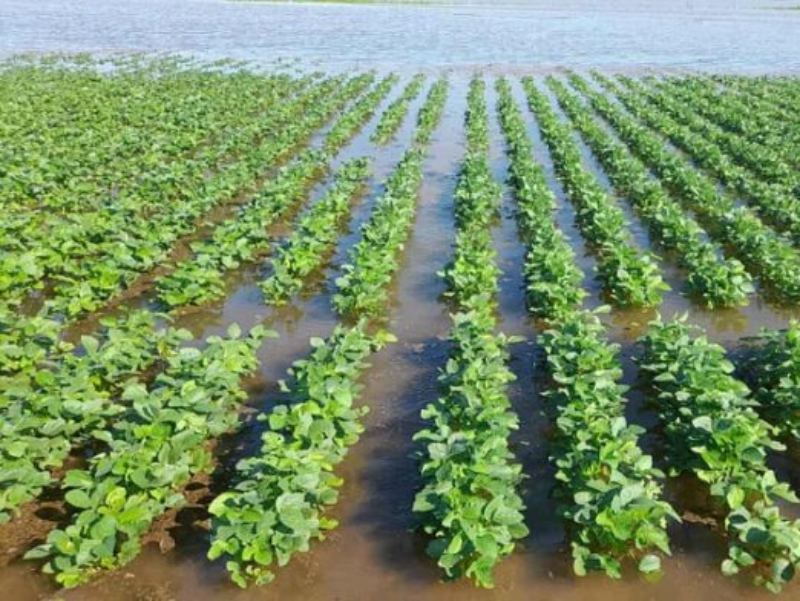 Emergencia Agropecuaria: investigadores mapean la vulnerabilidad estructural del agro chaqueño Emergencia Agropecuaria: investigadores mapean la vulnerabilidad estructural del agro chaqueño