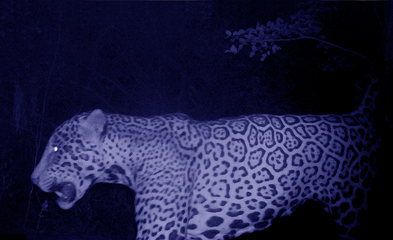 Sorpresa en Formosa: registran un nuevo yaguareté en el Parque Nacional Río Pilcomayo Sorpresa en Formosa: registran un nuevo yaguareté en el Parque Nacional Río Pilcomayo