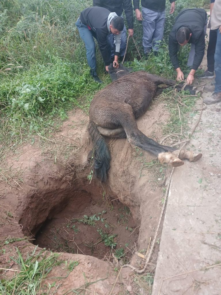 Rescatan potrillo que había caído en un pozo en Castelli Rescatan potrillo que había caído en un pozo en Castelli