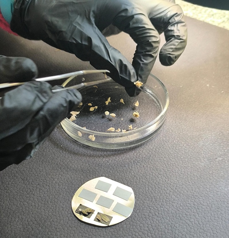 Distinguen proyecto de la UNNE que generó una “muestra testigo” de Cannabis sativa L. para su uso en tarea forense Distinguen proyecto de la UNNE que generó una “muestra testigo” de Cannabis sativa L. para su uso en tarea forense