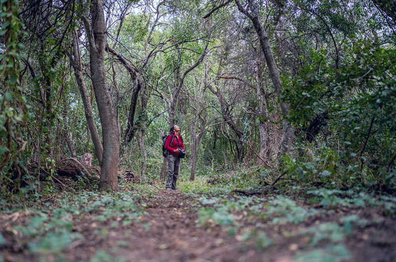 “La Huella” en El Impenetrable: la aventura del senderismo en el monte chaqueño “La Huella” en El Impenetrable: la aventura del senderismo en el monte chaqueño