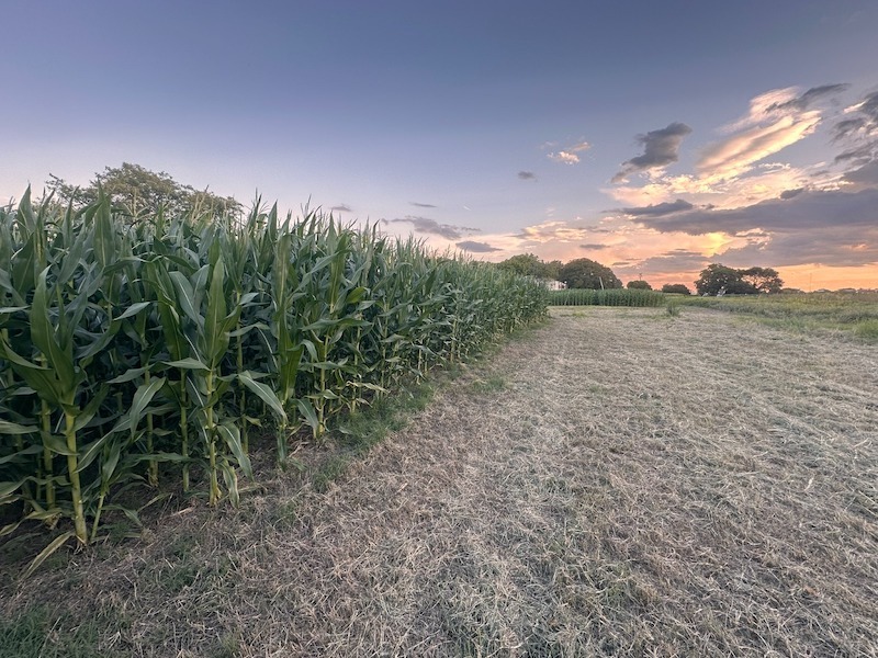 Caracterizan las restricciones climáticas que inciden en la producción de maíz de secano en la región subtropical del NEA Caracterizan las restricciones climáticas que inciden en la producción de maíz de secano en la región subtropical del NEA