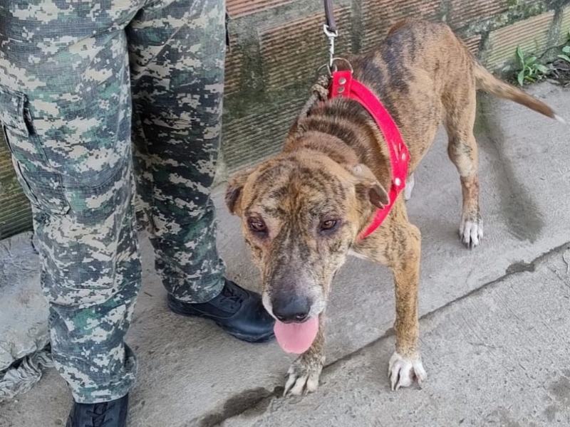 Rescatan dos perros en mal estado tras allanamiento por maltrato animal en el barrio Don Santiago II Rescatan dos perros en mal estado tras allanamiento por maltrato animal en el barrio Don Santiago II