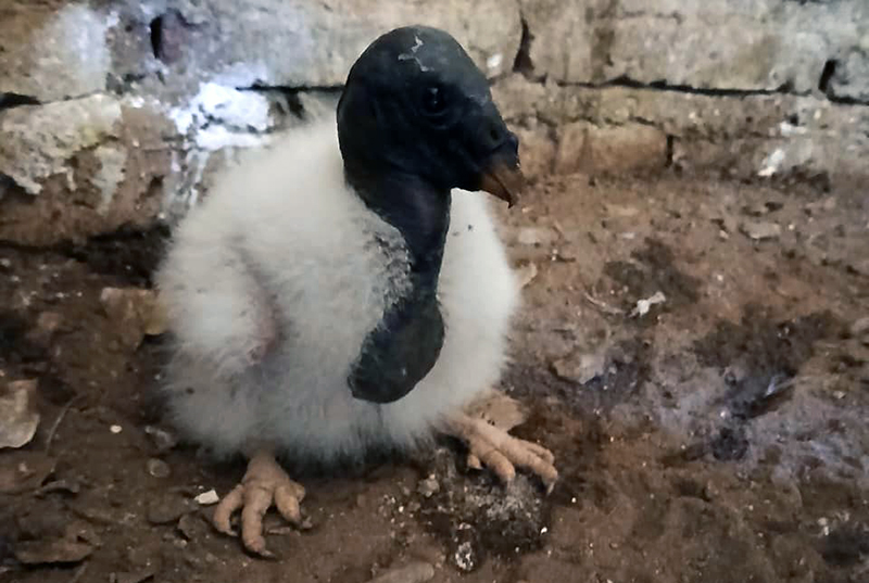 Nacieron dos ejemplares de Jote Real en el Complejo Ecológico de Sáenz Peña Nacieron dos ejemplares de Jote Real en el Complejo Ecológico de Sáenz Peña