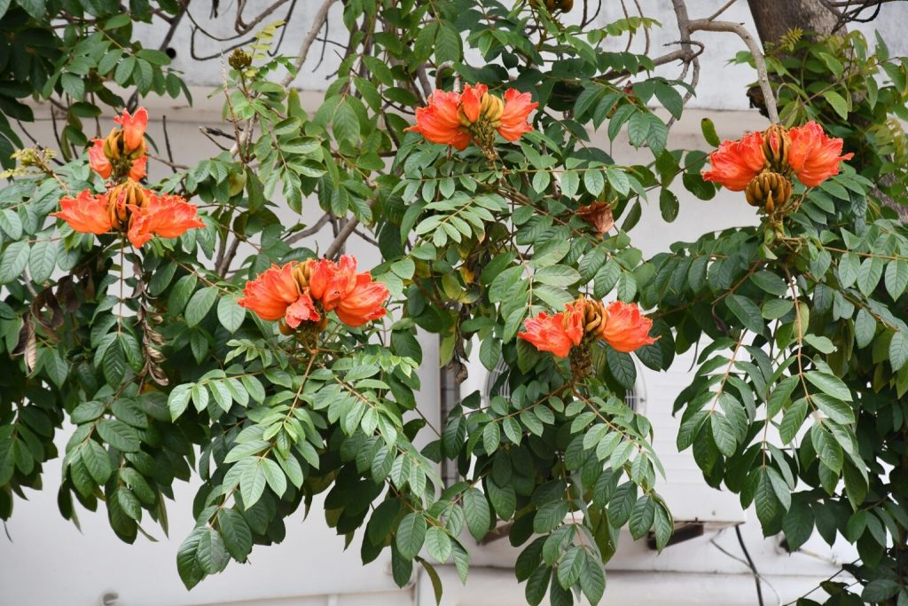 Lanzan una campaña de ciencia ciudadana para monitorear a la especie exótica “Tulipanero Africano” Lanzan una campaña de ciencia ciudadana para monitorear a la especie exótica “Tulipanero Africano”