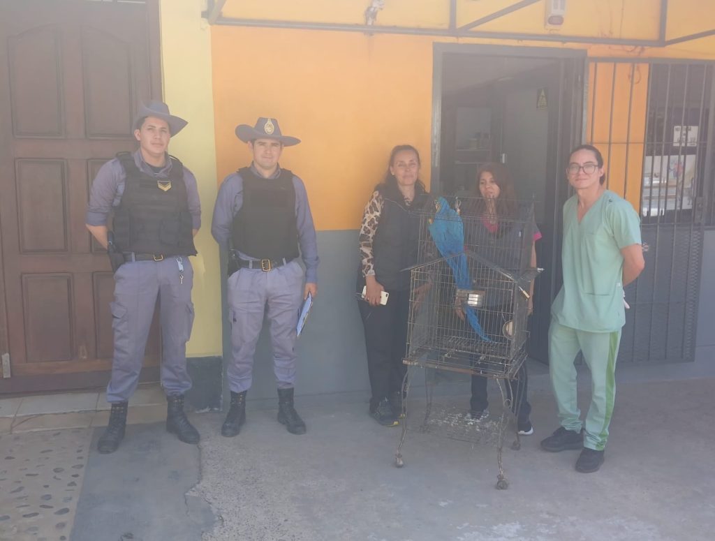 Secuestran un guacamayo, cabras y detectan infracción a la ley de marcas y señales