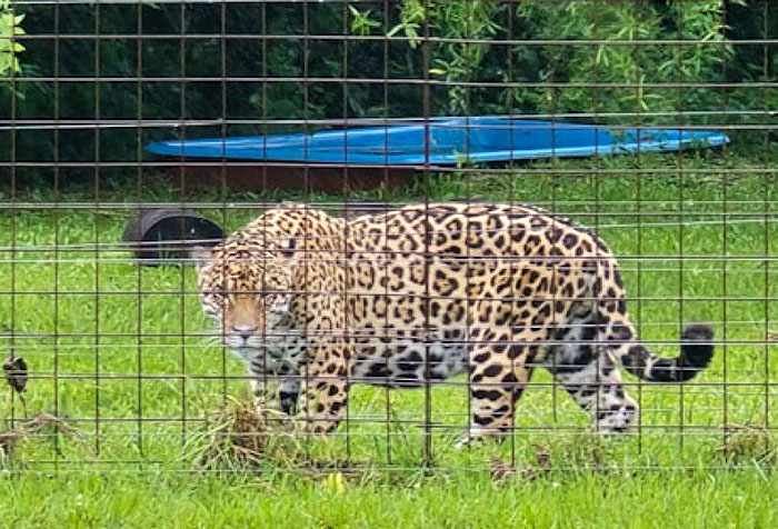 Dos nuevos yaguaretés del Impenetrable chaqueño fueron liberados en el Iberá Dos nuevos yaguaretés del Impenetrable chaqueño fueron liberados en el Iberá