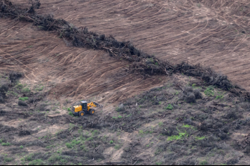 Casación resolvió que “la mafia del desmonte” se investigue en la justicia federal Casación resolvió que “la mafia del desmonte” se investigue en la justicia federal
