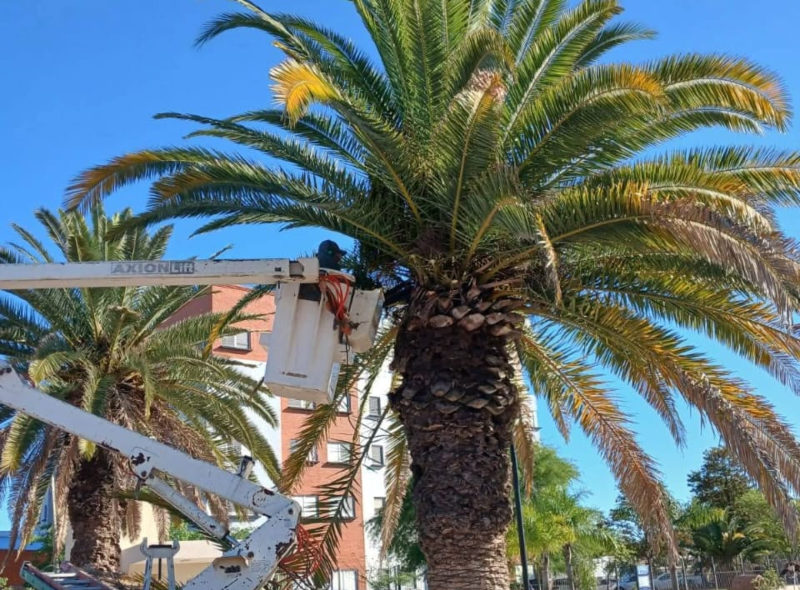 Podas controladas en la ciudad de Castelli Podas controladas en la ciudad de Castelli
