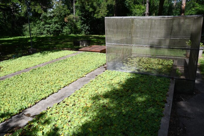 Con cría masiva de potenciales biocontroladores, avanza proyecto de control biológico de plantas acuáticas invasoras Con cría masiva de potenciales biocontroladores, avanza proyecto de control biológico de plantas acuáticas invasoras