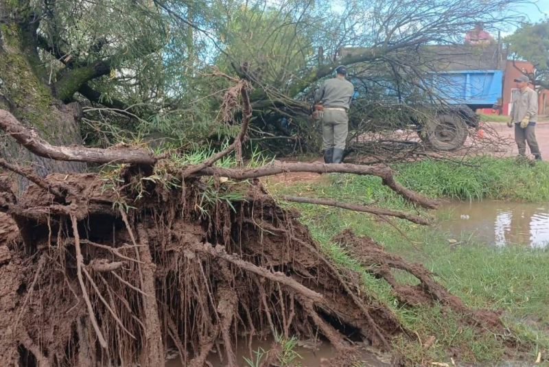 La lluvia provocó la caída de árboles en Castelli y hubo una inmediata intervención de Ambiente La lluvia provocó la caída de árboles en Castelli y hubo una inmediata intervención de Ambiente