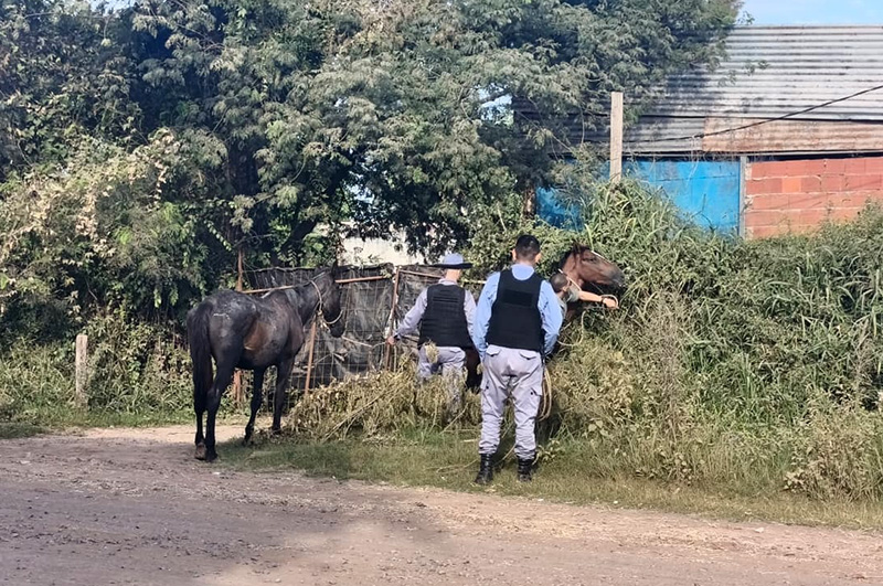 La Municipalidad rescató caballos sueltos en la vía pública La Municipalidad rescató caballos sueltos en la vía pública