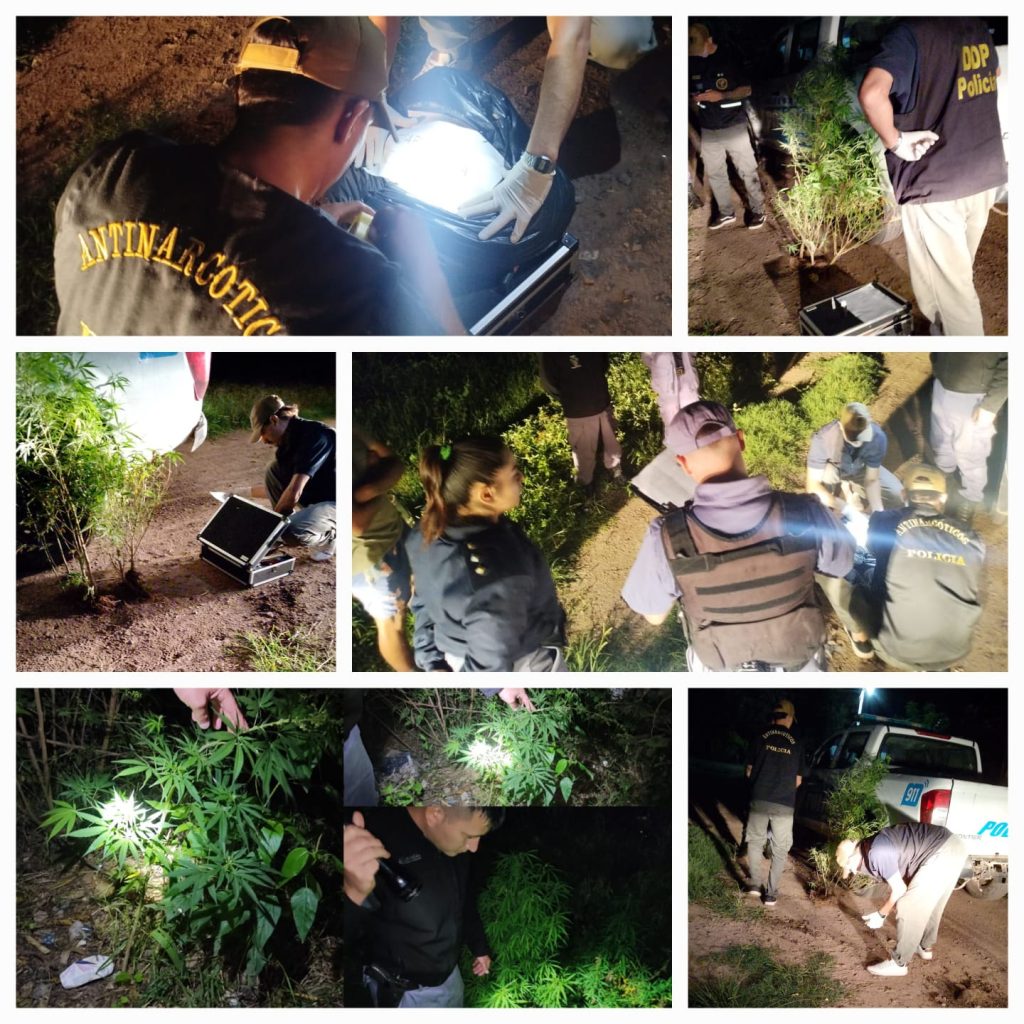 Colonia Benítez: descubrieron plantas de marihuana en la vereda de su casa Colonia Benítez: descubrieron plantas de marihuana en la vereda de su casa