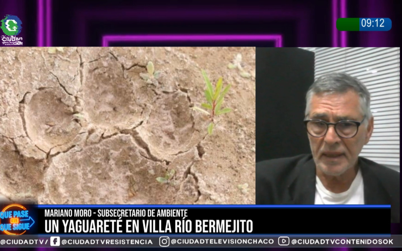Yaguareté en Villa Río Bermejito: “Ante la aparición deben comunicarlo a las autoridades para que se articulen los protocolos” Yaguareté en Villa Río Bermejito: “Ante la aparición deben comunicarlo a las autoridades para que se articulen los protocolos”