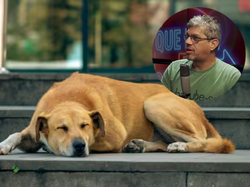 “Los animales no transpiran, hay que protegerlos del calor como a los adultos mayores y los niños” “Los animales no transpiran, hay que protegerlos del calor como a los adultos mayores y los niños”