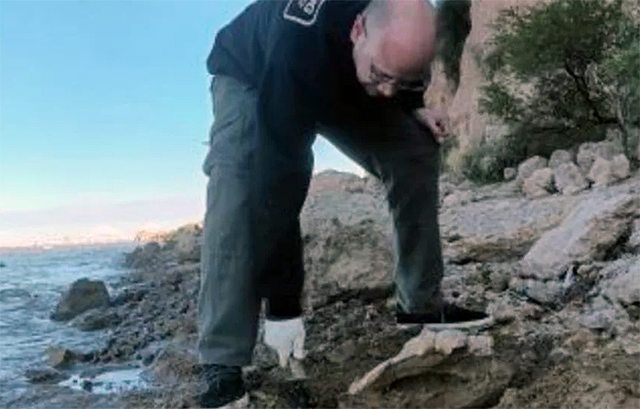 Rescatan restos fósiles de diez mil años de antigüedad en el río Paraná Rescatan restos fósiles de diez mil años de antigüedad en el río Paraná