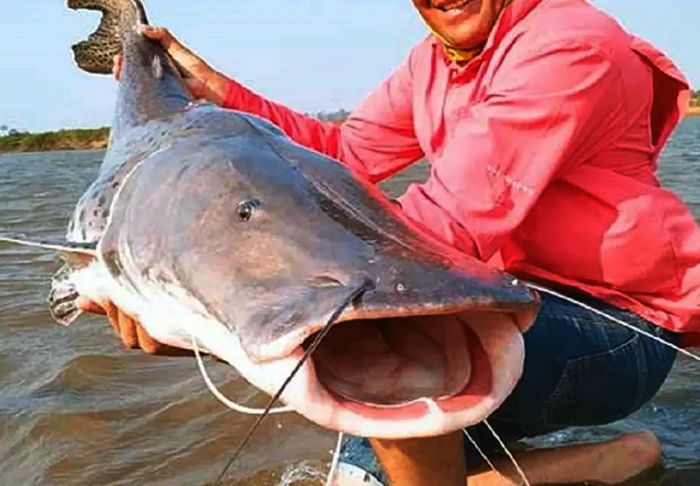 Denuncian la caza ilegal de surubíes en una playa correntina en Paso de la Patria Denuncian la caza ilegal de surubíes en una playa correntina en Paso de la Patria