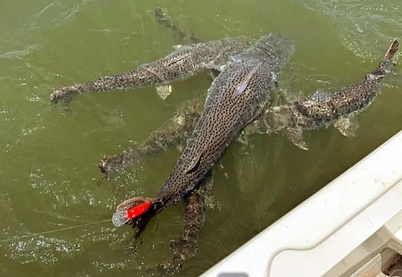 Itá Ibaté: el comportamiento de un cardumen de surubí causó sorpresa entre pescadores Itá Ibaté: el comportamiento de un cardumen de surubí causó sorpresa entre pescadores