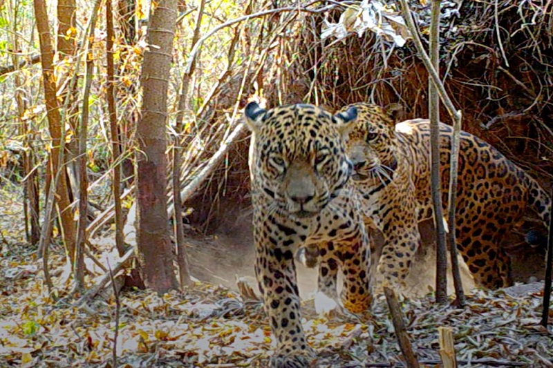 Quedan apenas 250 ejemplares de yaguaretés en la Argentina Quedan apenas 250 ejemplares de yaguaretés en la Argentina