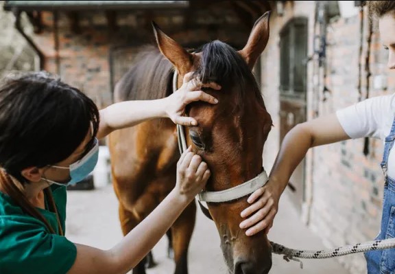 Declaran la emergencia sanitaria en todo el país por brote de Encefalomielitis Equina Declaran la emergencia sanitaria en todo el país por brote de Encefalomielitis Equina