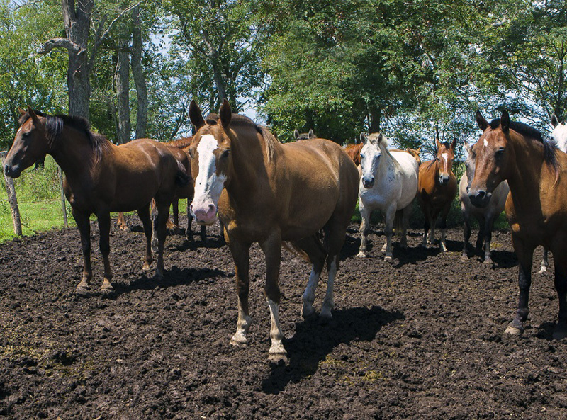 Encefalomielitis equinas: se confirmaron dos nuevos brotes en Buenos Aires y Chaco Encefalomielitis equinas: se confirmaron dos nuevos brotes en Buenos Aires y Chaco