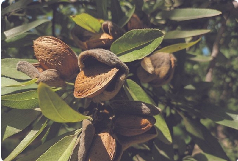 Brasil autorizó por primera vez el ingreso de almendras argentinas a su mercado Brasil autorizó por primera vez el ingreso de almendras argentinas a su mercado