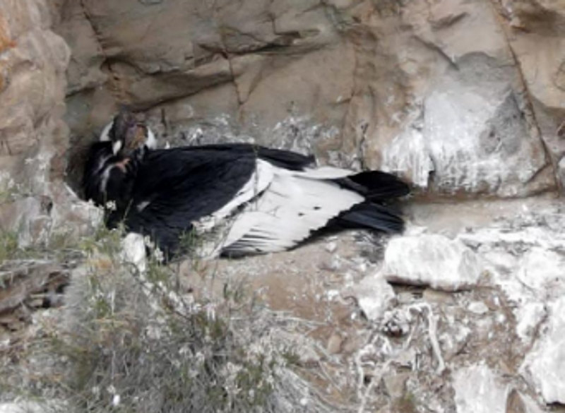 Nació un cóndor andino en el Parque Provincial Tupungato Nació un cóndor andino en el Parque Provincial Tupungato