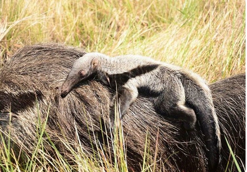 Nació un ejemplar de oso hormiguero gigante en el Parque Nacional Iberá Nació un ejemplar de oso hormiguero gigante en el Parque Nacional Iberá