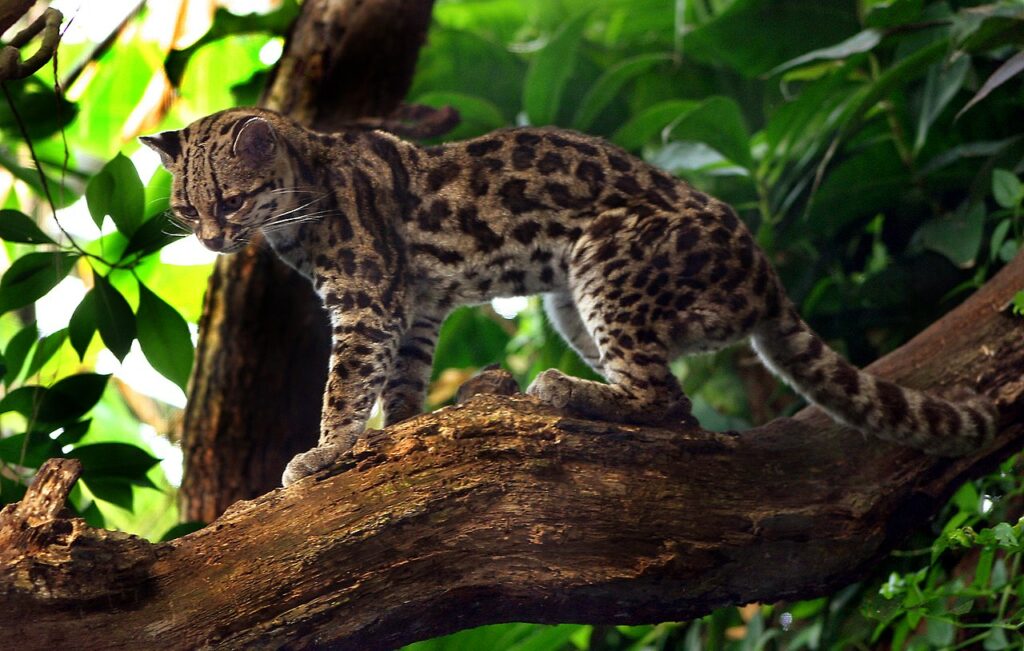 “Margay”, una especie de gato silvestre registrada por primera vez en Corrientes