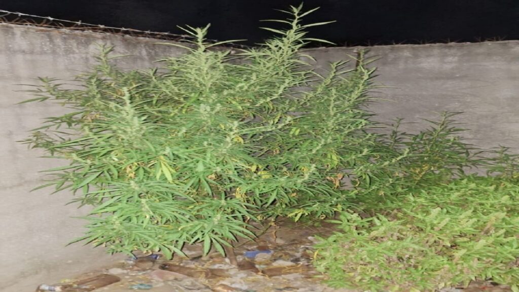 Tras una intervención policial secuestran cerca de 30 plantas de marihuana