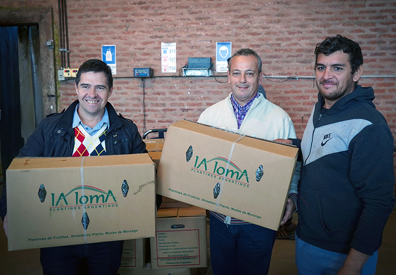 Impulso al sector agrícola: el Gobierno entregó plantines de frutillas a productores de 30 localidades Impulso al sector agrícola: el Gobierno entregó plantines de frutillas a productores de 30 localidades