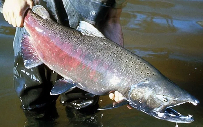 Aparecieron salmones en el río Paraná: dónde, por qué y qué impacto tienen en el río Aparecieron salmones en el río Paraná: dónde, por qué y qué impacto tienen en el río